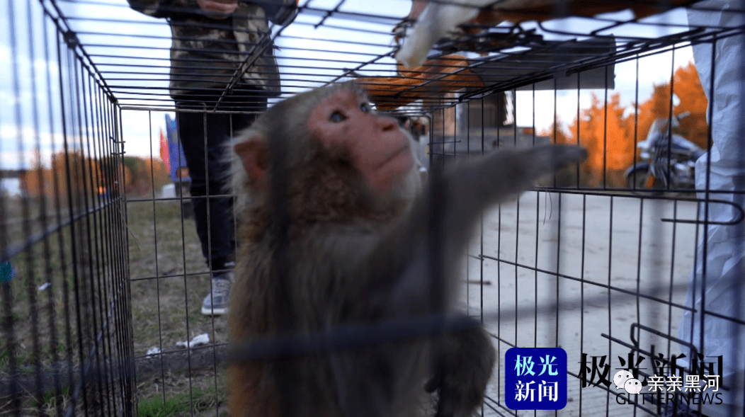 女子救下猕猴养半年的善举引发社会热议与反响