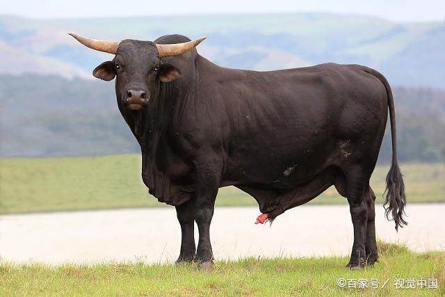 初生牛犊不怕虎最佳生肖,重要性解释落实方法_苹果款81.393