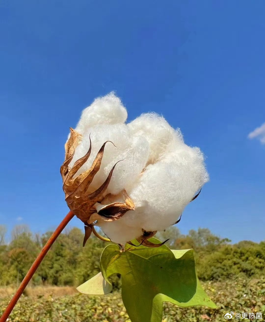 新疆棉，世界顶级棉花之一