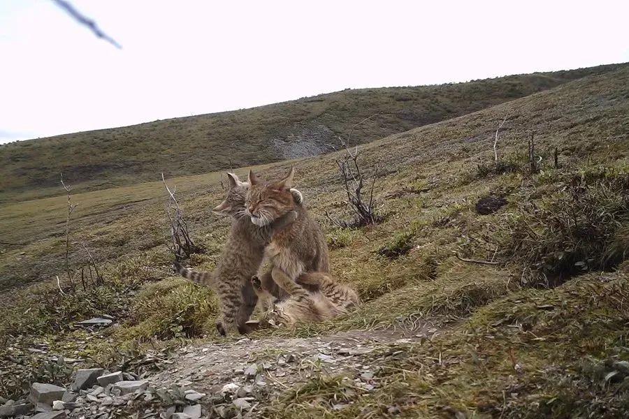 九寨沟发现荒漠猫，自然奥秘的新探索