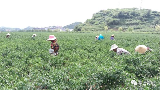 西秀区农业农村局最新发展规划概览