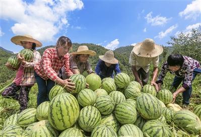 学龙村最新动态，发展与变革的脉搏