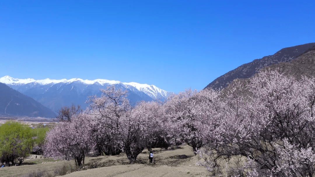 孜嘎村新项目启动，乡村振兴新引擎